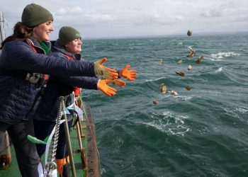 Oysters reintroduced to Firth of Forth appear to be ‘thriving’