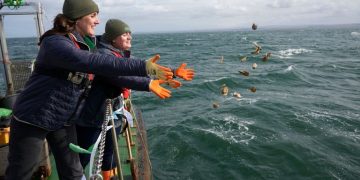 Oysters reintroduced to Firth of Forth appear to be ‘thriving’