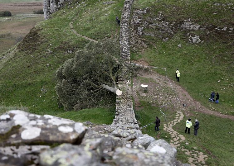 A piece of the illegally felled Sycamore Gap tree is going on display – and you can hug it