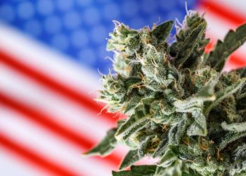 Analysts React: Trump Signs Executive Order to Reschedule Cannabis