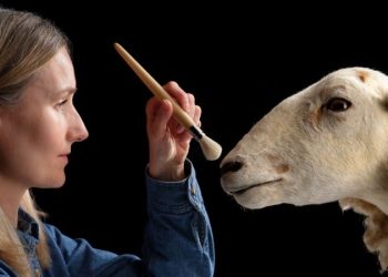 Cloned predecessor to Dolly the sheep goes on permanent display at Scottish museum